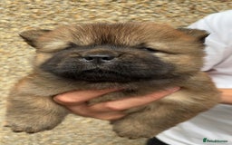 Chow Chow dogs for sale: 🐾Adorable Pedigree Chow Chow Puppies paw - Image 21