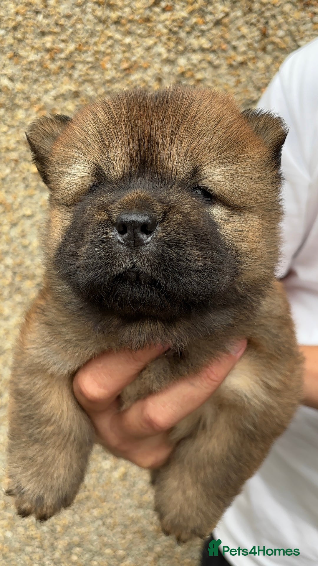 Chow Chow dogs for sale: 🐾Adorable Pedigree Chow Chow Puppies paw - Image 21