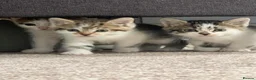 Mixed Breed cats for sale: 4 kittens  - Advert 30