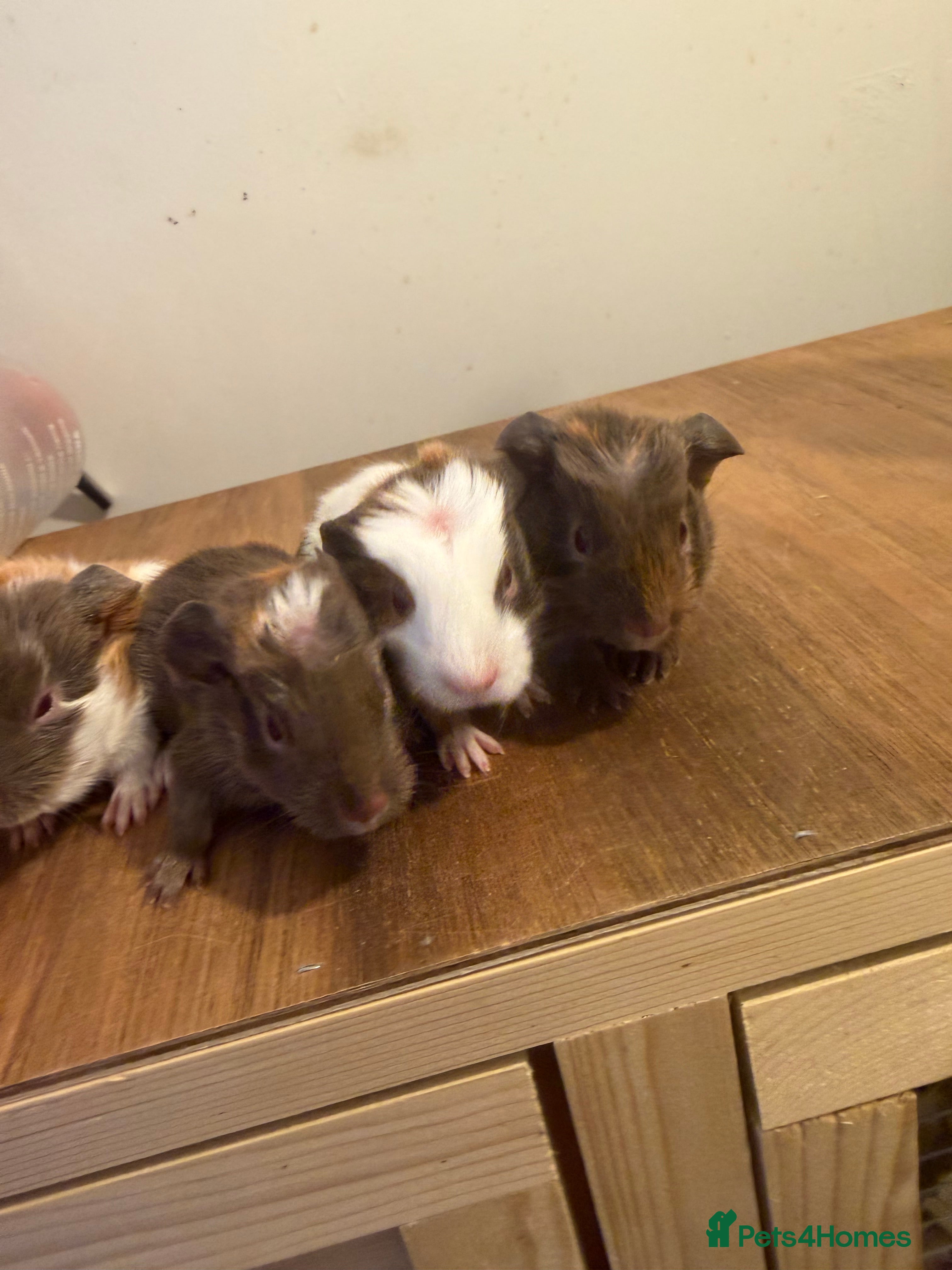 Guinea Pig rodents Skinny guinea pigs females. Normal proven boars  - Advert 13
