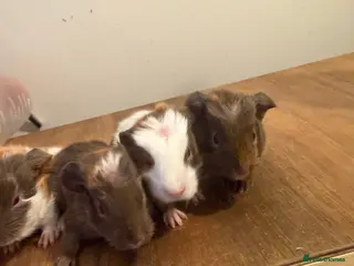 Guinea Pig rodents Skinny guinea pigs females. Normal proven boars - Advert 18