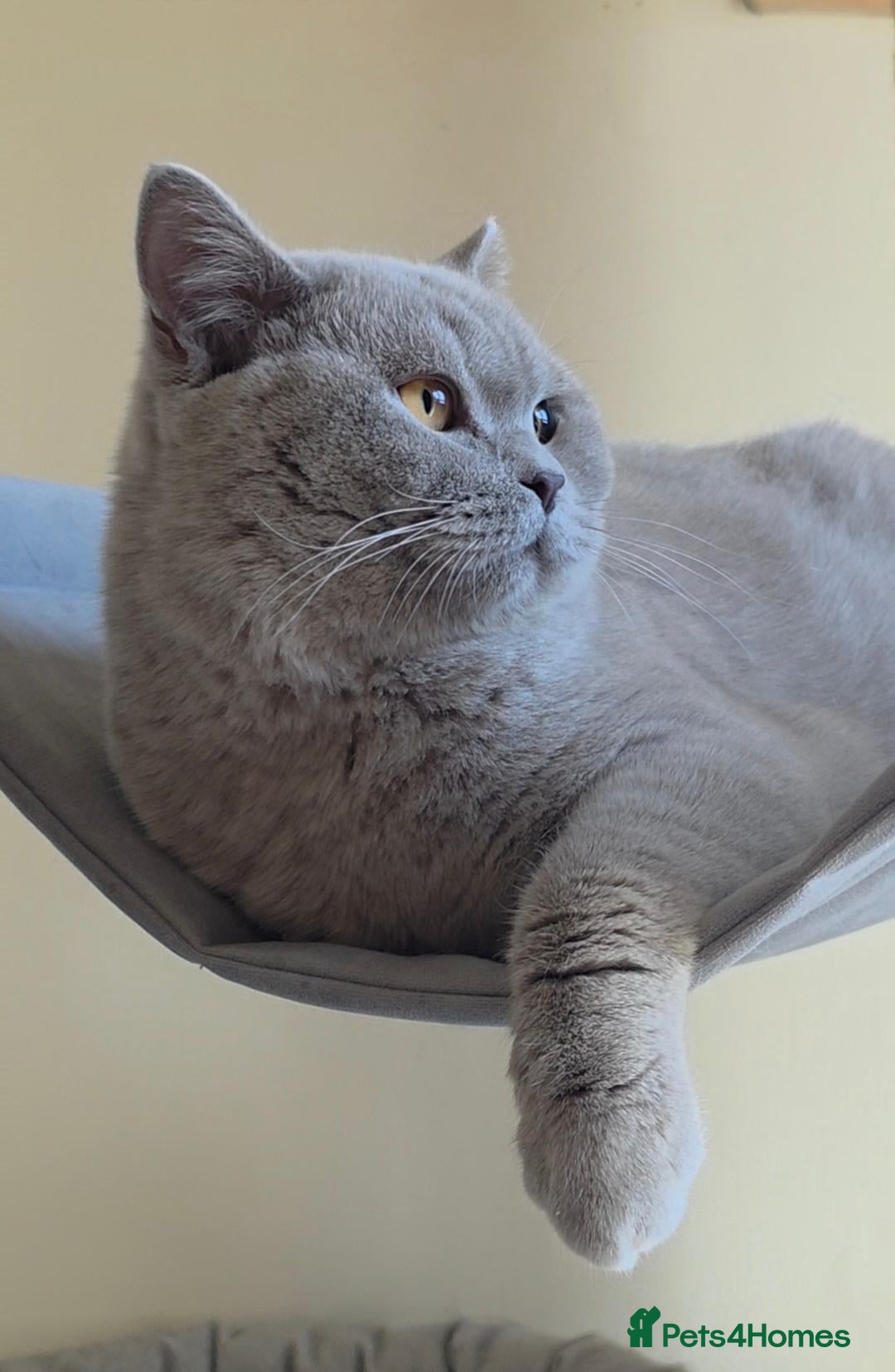 British Shorthair cats BSH cat - Advert 13