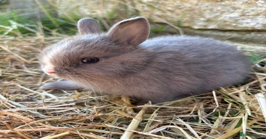 Netherland Dwarf rabbits - Advert 5