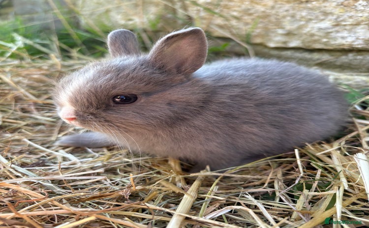 Netherland Dwarf rabbits - Advert 3
