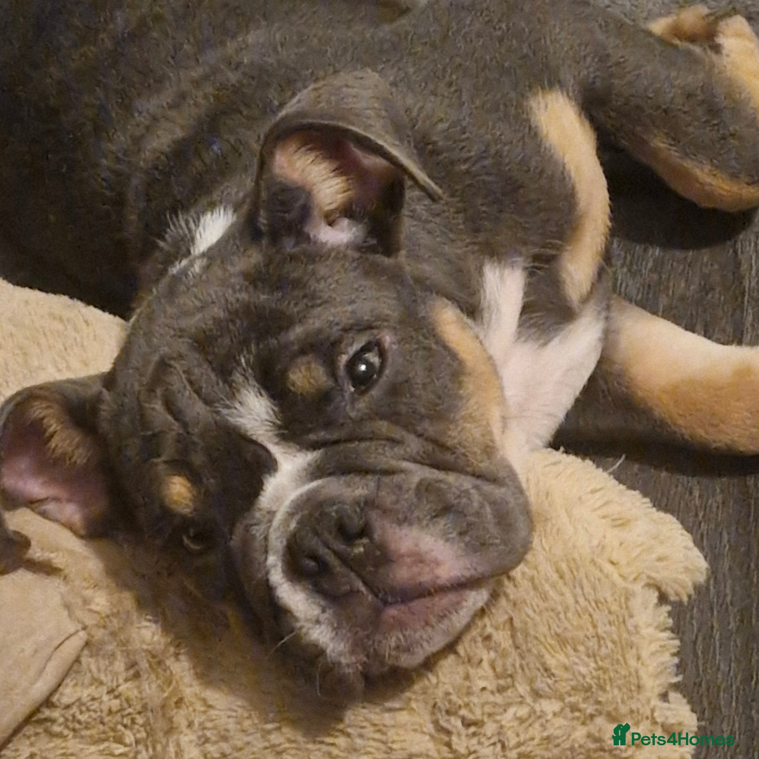 English Bulldog dogs READY TO LEAVE KC REG BLUE TRI ENGLISH BULLDOGS  - Advert 2