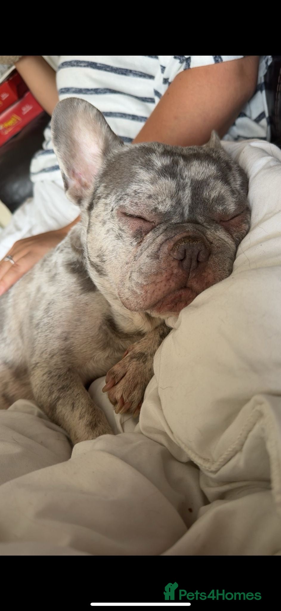 Mixed Breed dogs Frenchie Sproodles - Advert 1