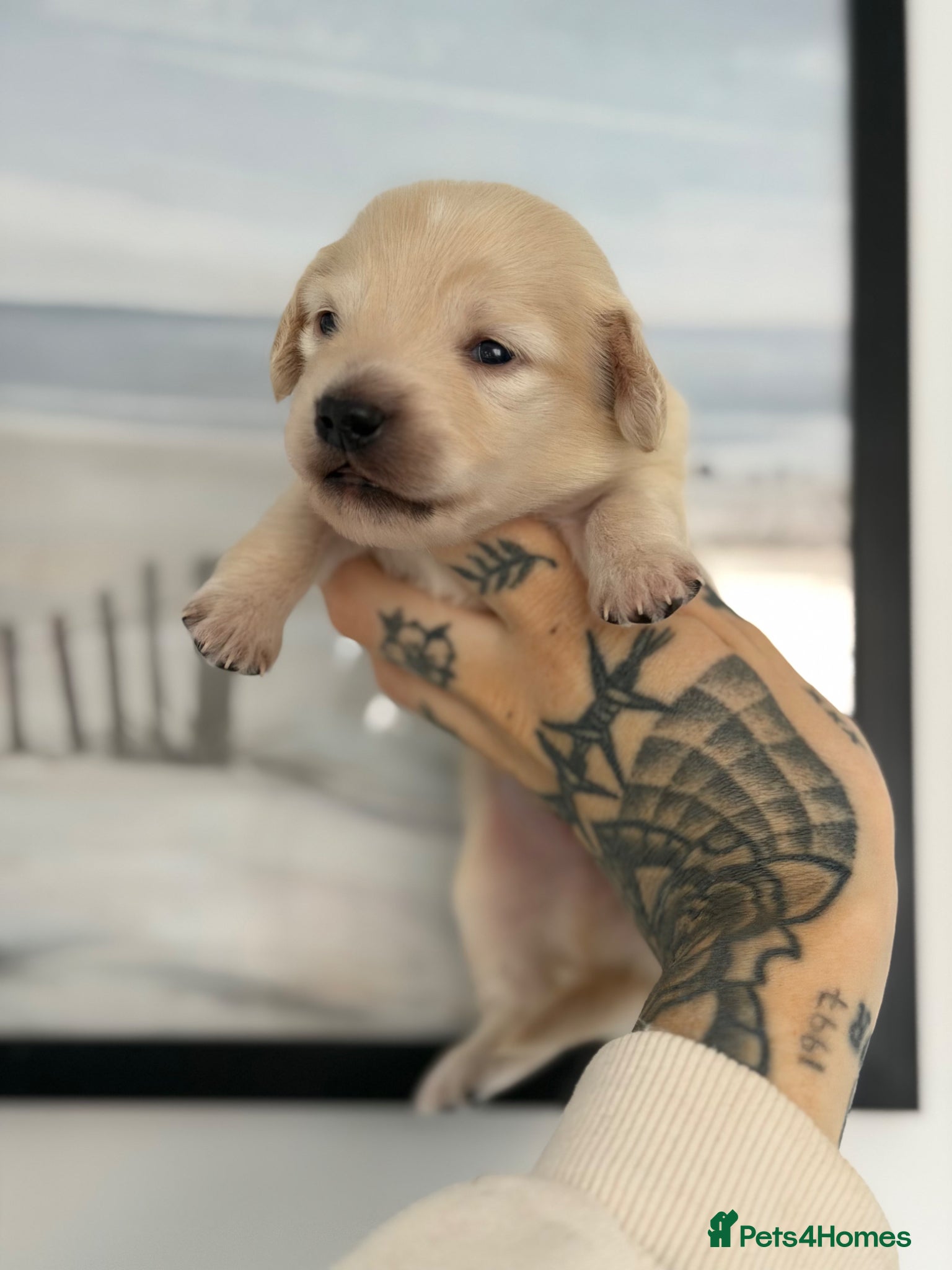 Miniature Dachshund dogs KC Reg Long haired cream miniature dachshund  - Advert 3