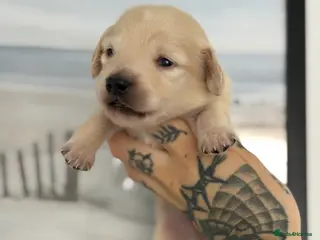 Miniature Dachshund dogs KC Reg Long haired cream miniature dachshund - Advert 3