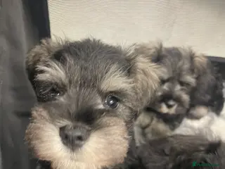 Miniature Schnauzer dogs Health tested puppies for sale - Advert 9