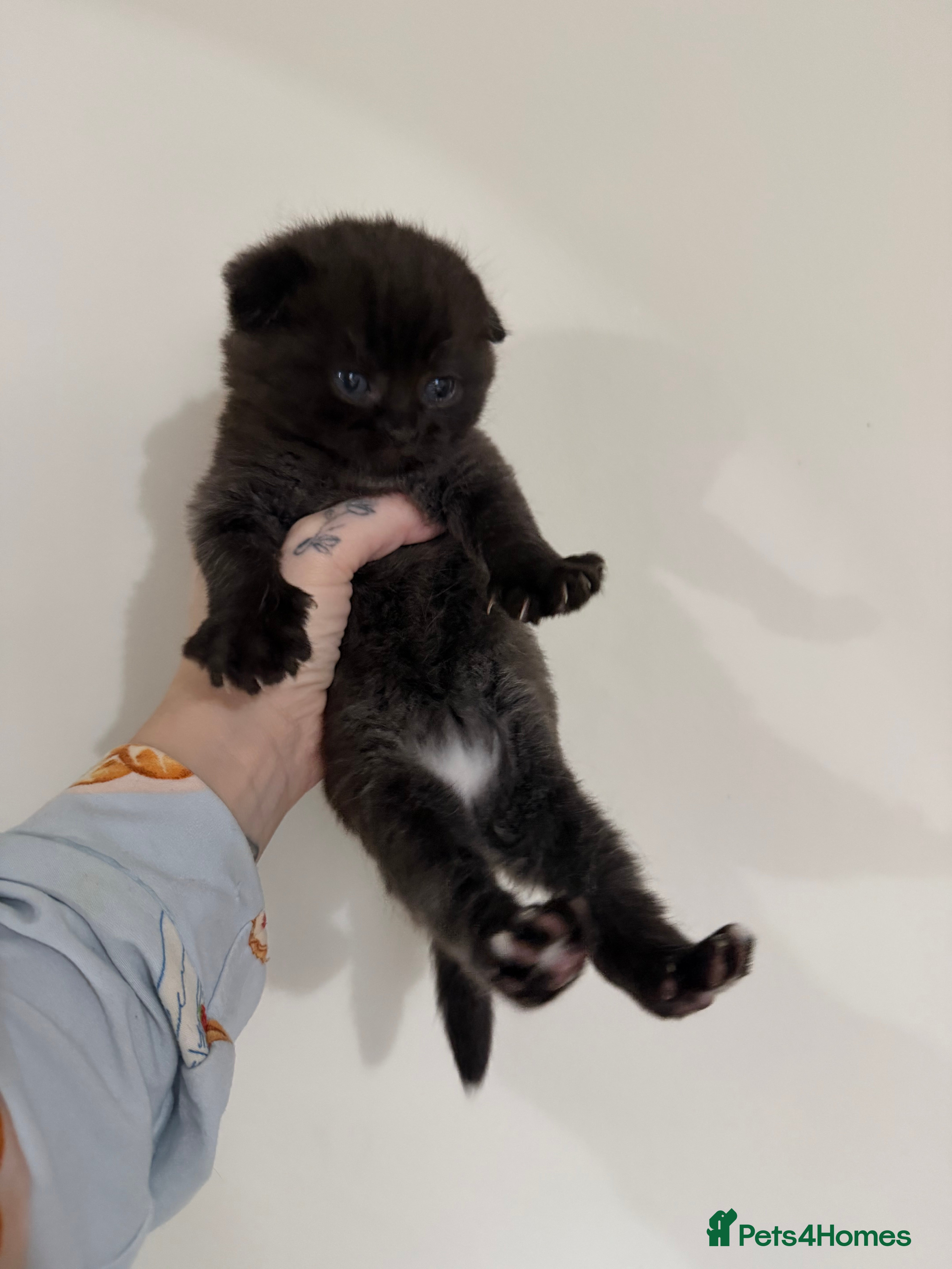 Scottish Fold cats male Scottish fold kittens - Advert 18