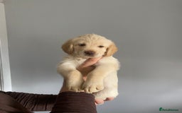 Labradoodle dogs for sale: Labradoodle puppies for sale £600-£750 - Image 4
