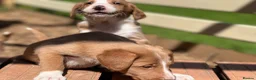 Bordoodle dogs for sale: Amazing collie-poos - Advert 3