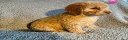 Cockapoo dogs for sale: 🐾 Stunning Litter of 8 Cockapoo Puppies! 🐾 - Advert 6