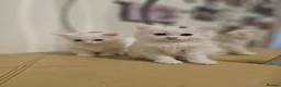Turkish Angora cats for sale: Turkish Angora kittens  - Advert 4