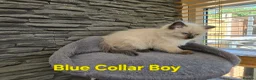 Ragdoll cats for sale: Beautiful Ragdoll kittens - Advert 11