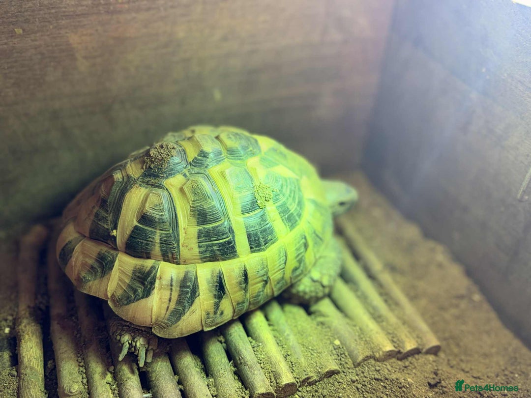 Tortoise reptiles for sale: Hermann's tortoise  - Image 6
