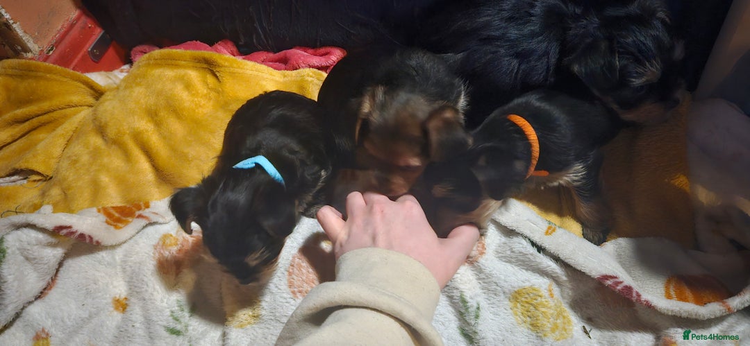 Mixed Breed dogs for sale:  **  yorkshire x full sized yorkshire terrier - Advert 15