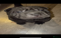 Shar Pei dogs for sale: 2 beautiful full shar pei boys !!!  - Image 4