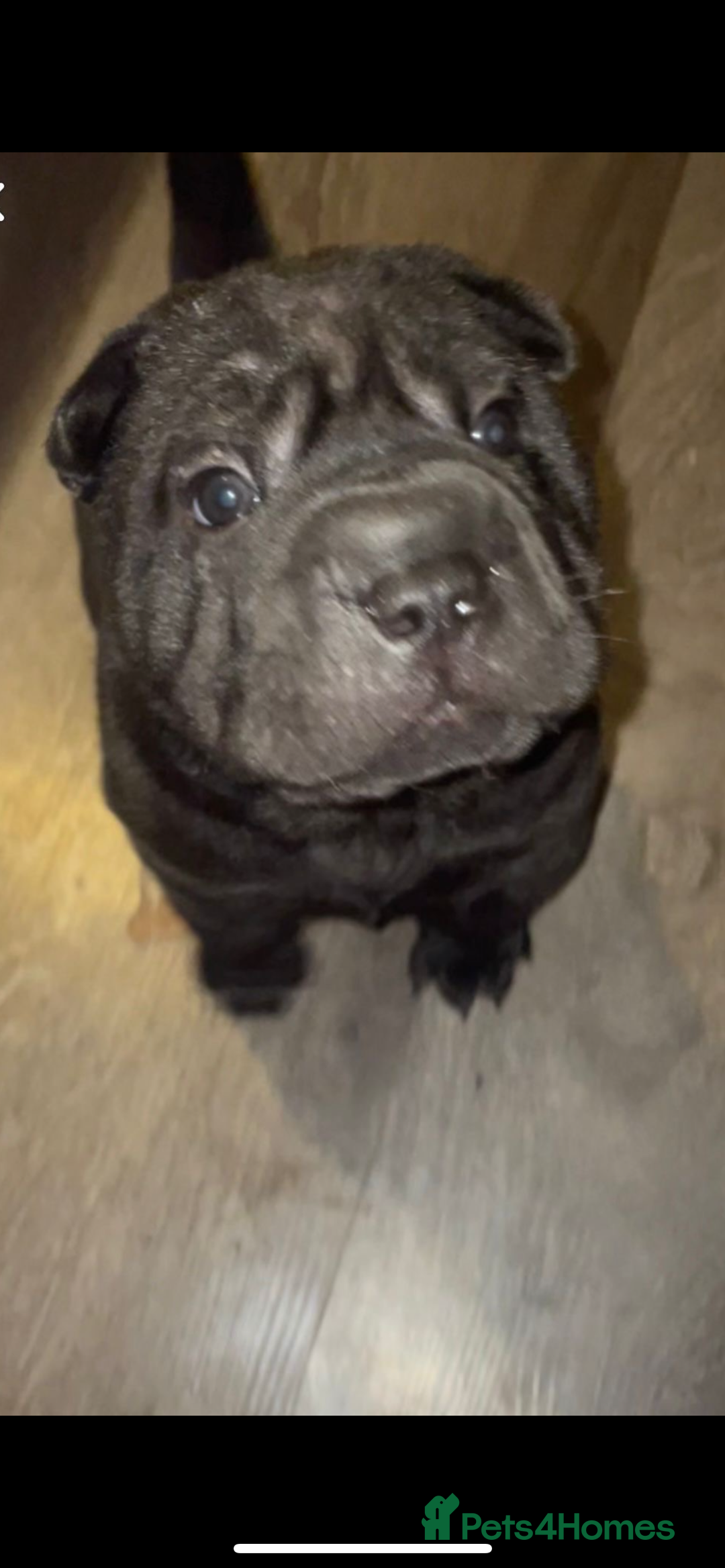 Shar Pei dogs for sale: 2 beautiful full shar pei boys !!!  - Image 4