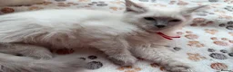 Ragdoll cats for sale: 4 Handsome boy Pure Ragdolls - Advert 11