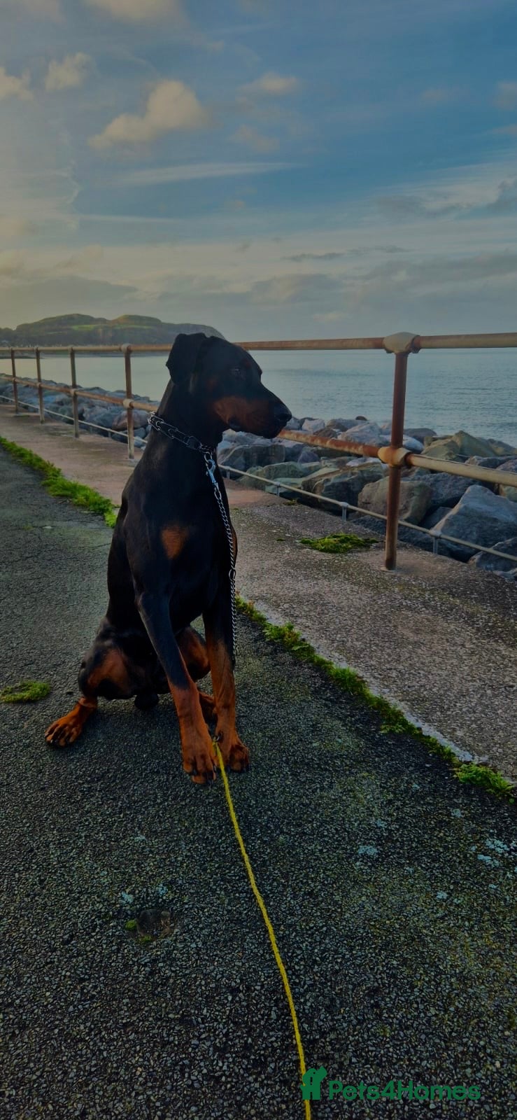 Dobermann dogs Doberman Stud Available - Advert 1