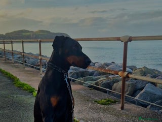 Dobermann dogs Stud - Advert 1