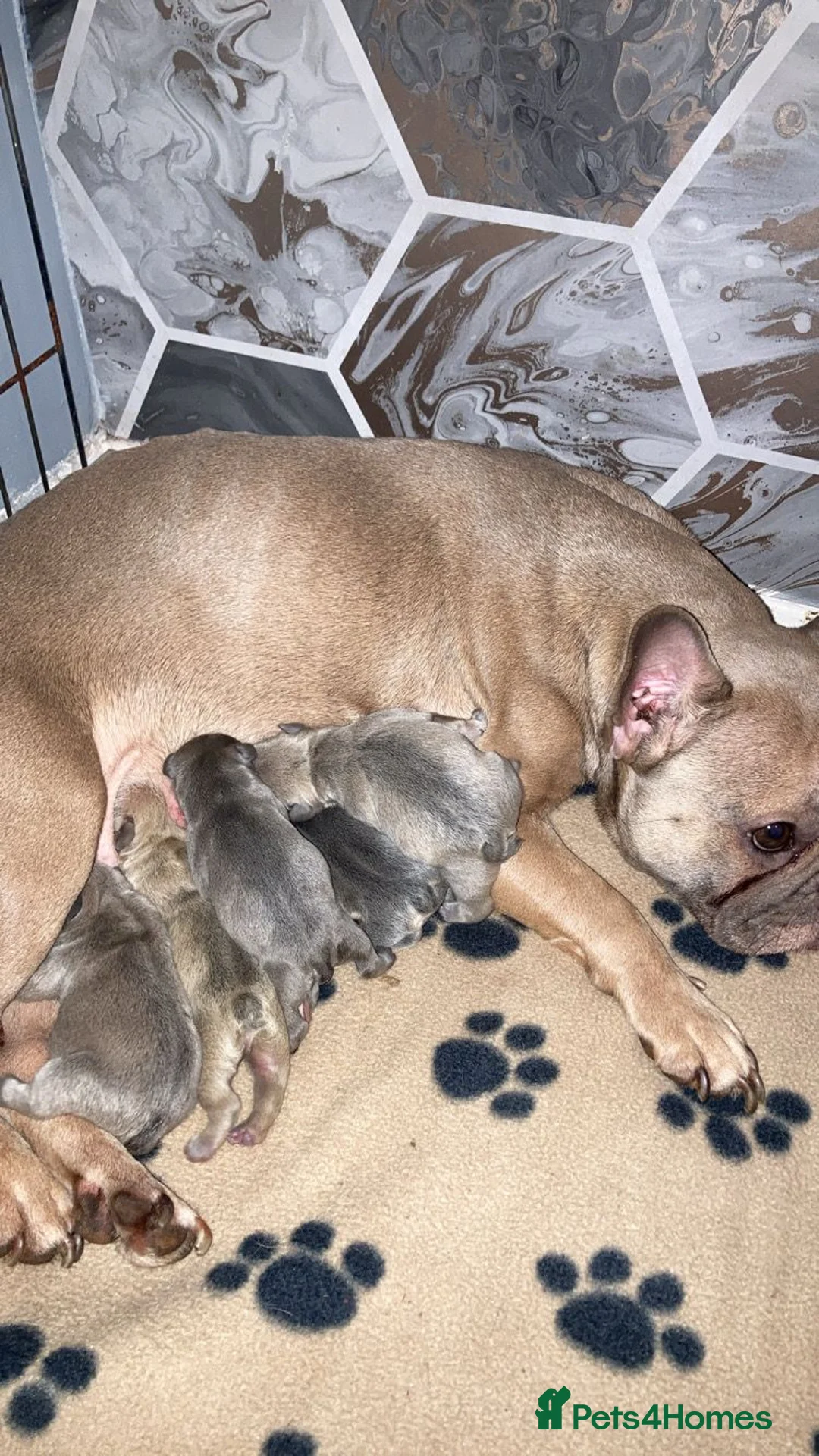 French Bulldog dogs for sale: Last French Bulldog Puppy in Ramsgate - Advert 2