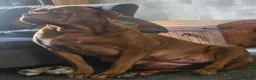 Dogue De Bordeaux dogs for sale: Gorgeous full ddb puppies in Telford - Advert 2