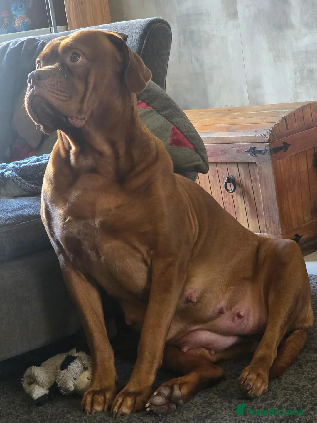 Dogue De Bordeaux dogs for sale: Gorgeous full ddb puppies in Telford - Advert 2