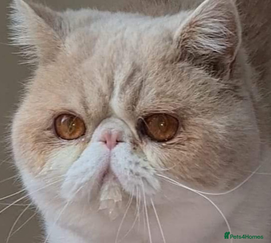 Exotic cats for stud: CREAM TABBY AND WHITE EXOTIC STUD in Barnsley - Advert 1