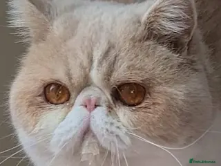 Exotic cats CREAM TABBY AND WHITE EXOTIC STUD in Barnsley - Advert 2