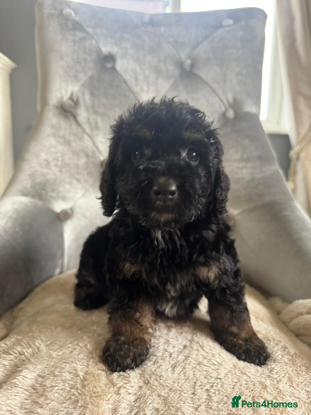 Cockapoo dogs for sale: F1 cockapoo puppies  - Advert 13