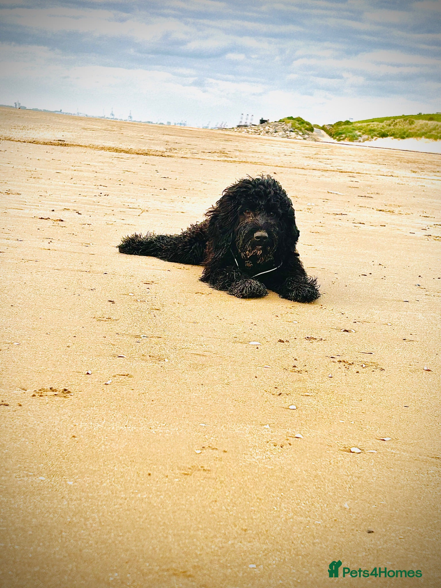 Sprocker dogs Sprockapoo - Advert 14