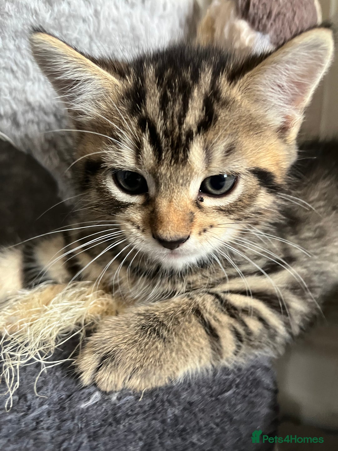 Bengal cats for sale: Bengal mix - Image 8