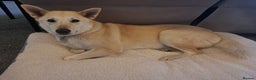 Canaan Dog dogs for sale: Handsome 6 year old canaan boy for sale  - Advert 4
