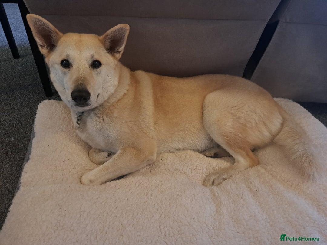 Canaan Dog dogs for sale: Handsome 6 year old canaan boy for sale  - Image 4