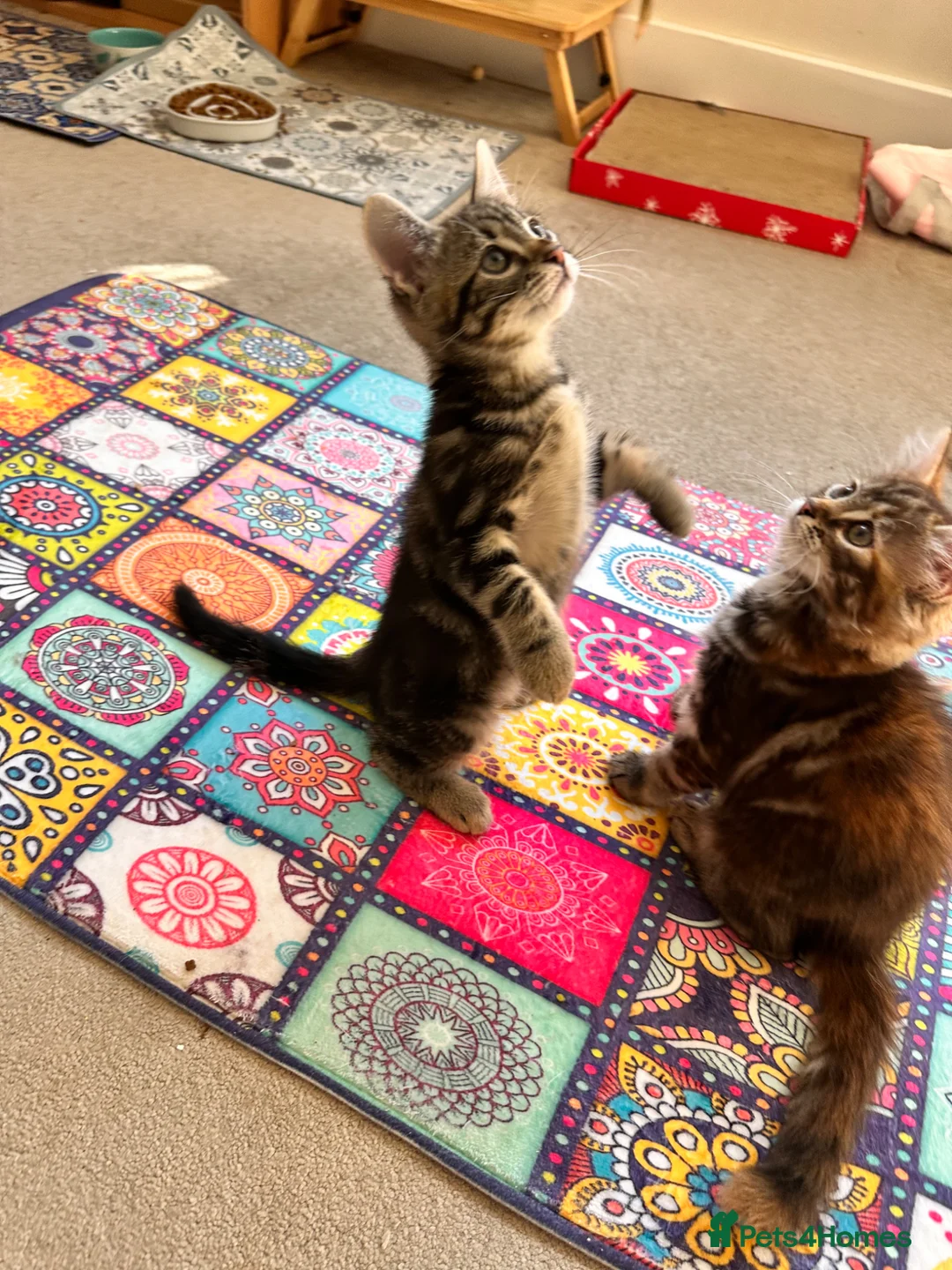 Mixed Breed cats for sale: Amiable mixed kittens  - Advert 1