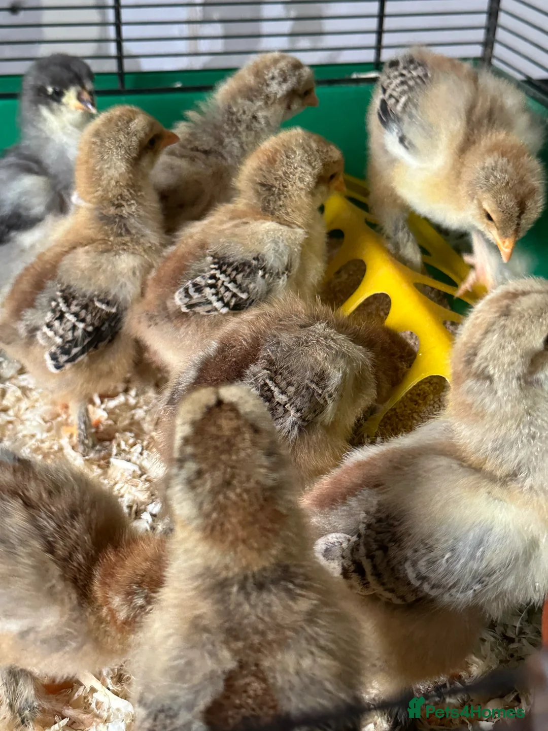 Chickens poultry for sale: Gold Partridge Brahma - Advert 2