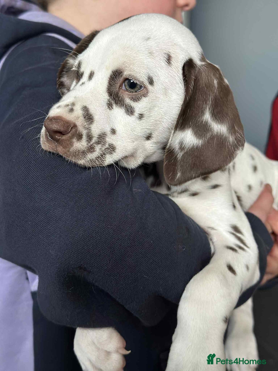 Dalmatian dogs for sale: KC Dalmatian Puppies  - Advert 18