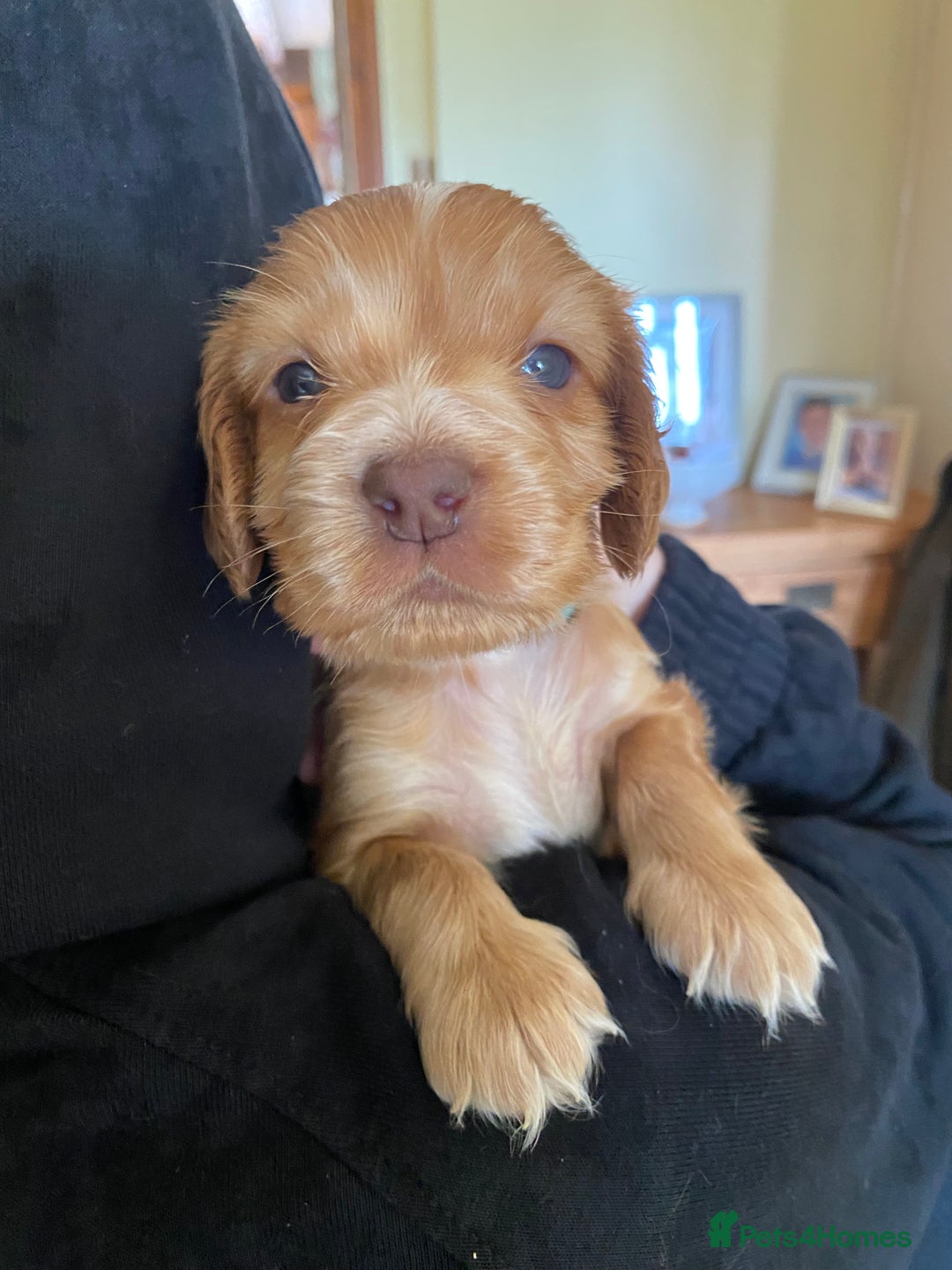 Cocker Spaniel dogs for sale: Mrs Lenton - Image 2