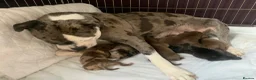 Mixed Breed dogs for sale: Old English bulldog puppies  in Chichester - Advert 29