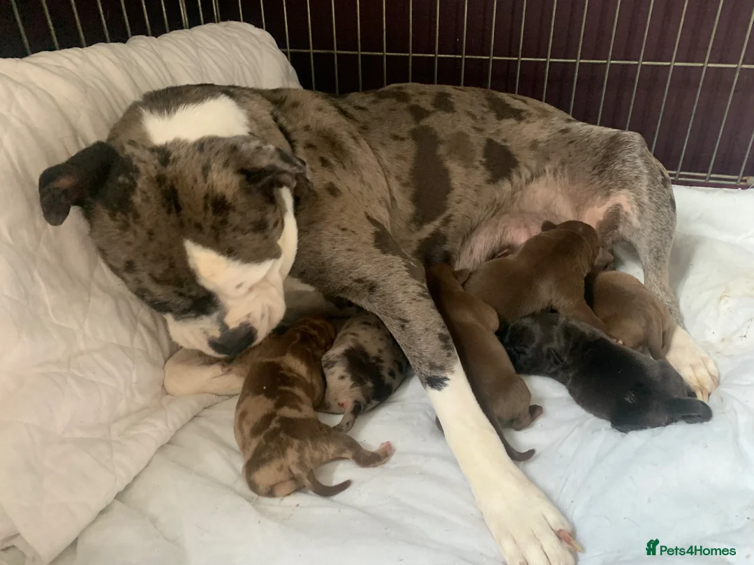 Mixed Breed dogs for sale: Old English bulldog puppies  in Chichester - Advert 29