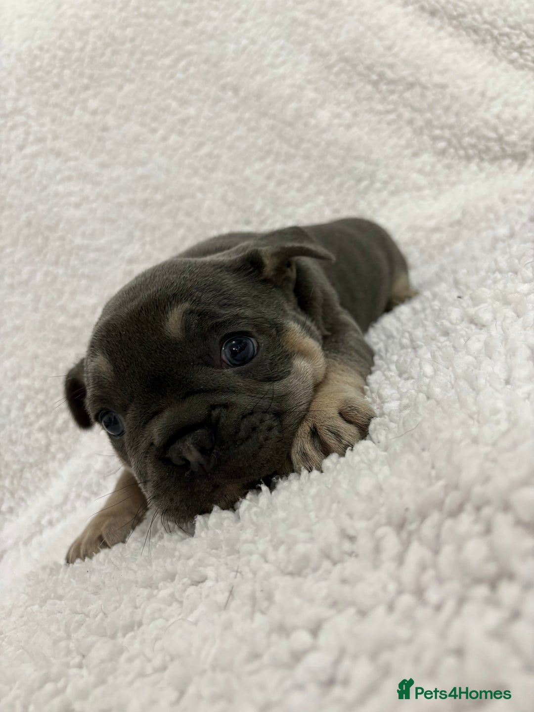 French Bulldog dogs for sale: French bulldog puppies  - Advert 9