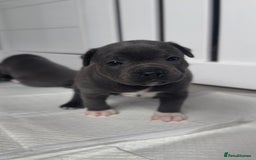 Staffordshire Bull Terrier dogs for sale: Health tested KC Staffordshire Bullterrier puppy’s - Image 13