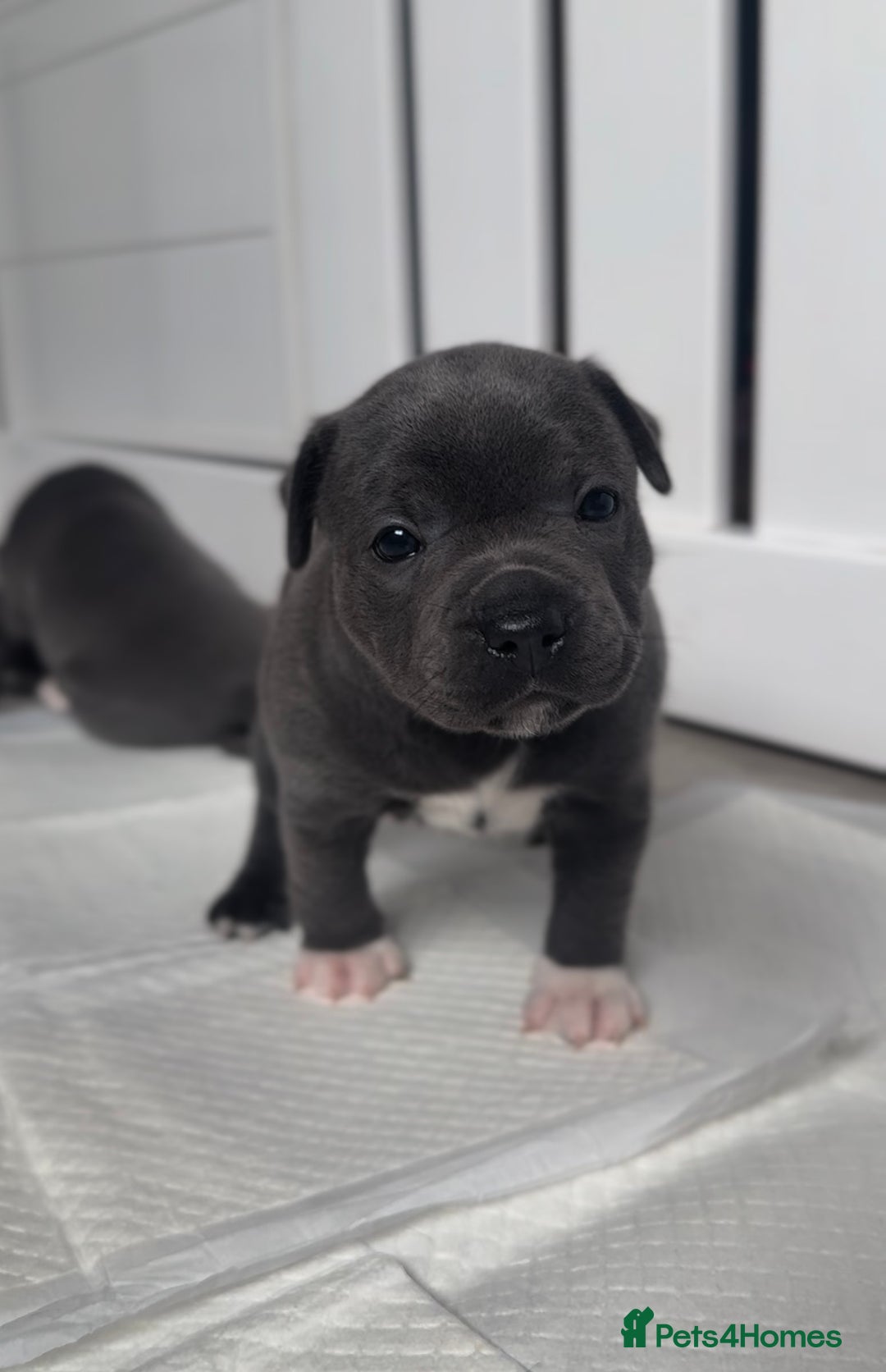 Staffordshire Bull Terrier dogs for sale: Health tested KC Staffordshire Bullterrier puppy’s - Image 13