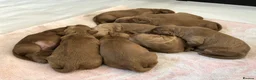 Mini Goldendoodle dogs for sale: Fox Red F1 Miniature Goldendoodle 100% DNA Clear - Advert 16