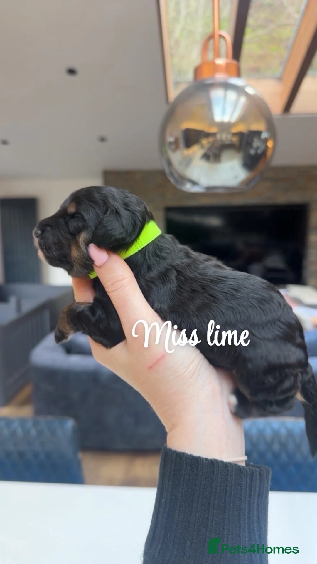 Bernedoodle dogs for sale: Merle, Black & Tan Mini Outstanding Bernedoodles - Advert 10