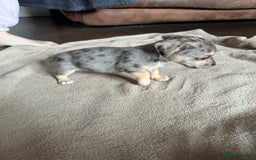 Jack Russell dogs for sale: Jack Russell pups  - Image 4