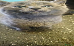 Ragdoll cats for sale: Ragdoll x kittens  - Image 19