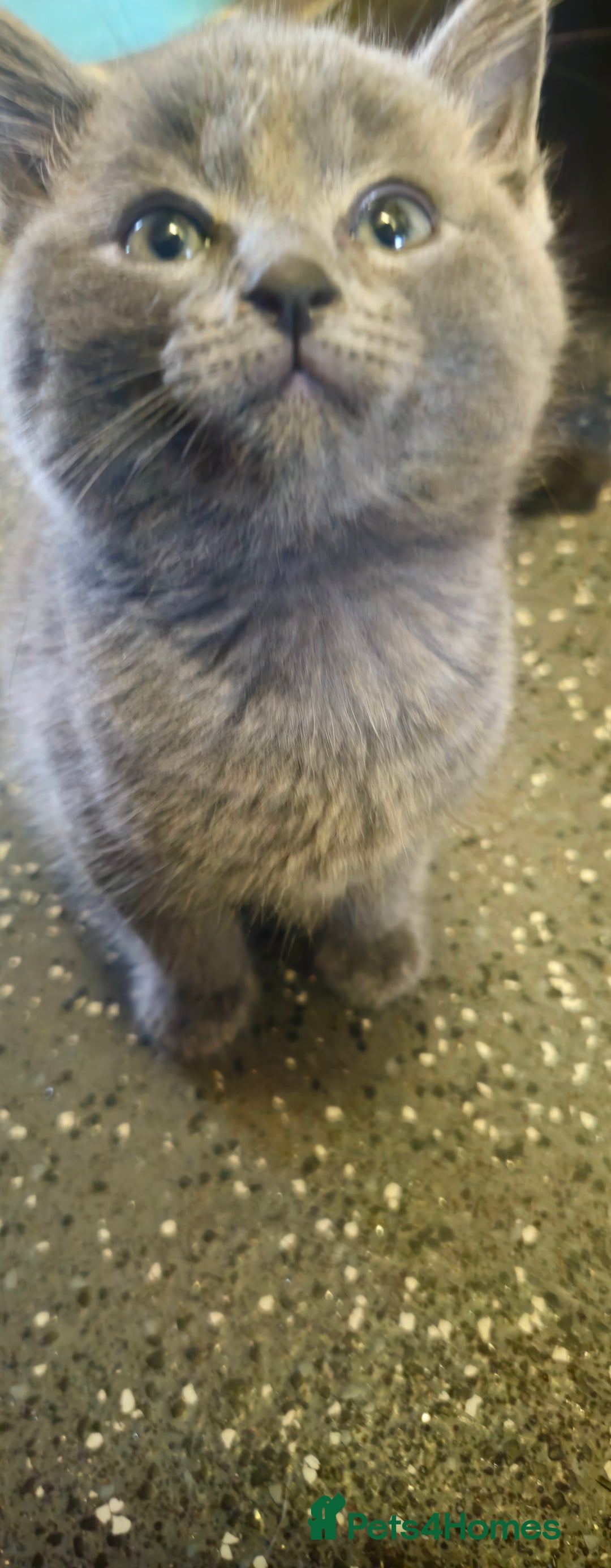 Ragdoll cats for sale: Ragdoll x kittens  - Image 19